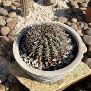 Cactus de Barril– Kroenleinia Grusonii