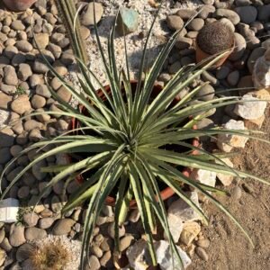 Chagual – Puya Chilonsis