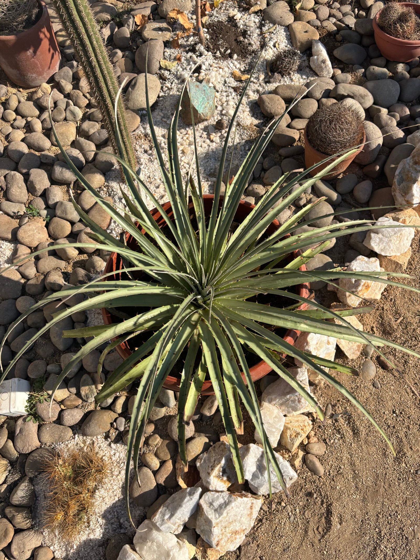Chagual – Puya Chilonsis