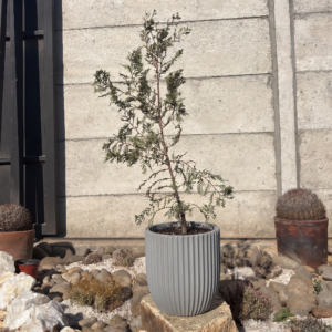 Ciprez – Cupressus Sempervirens