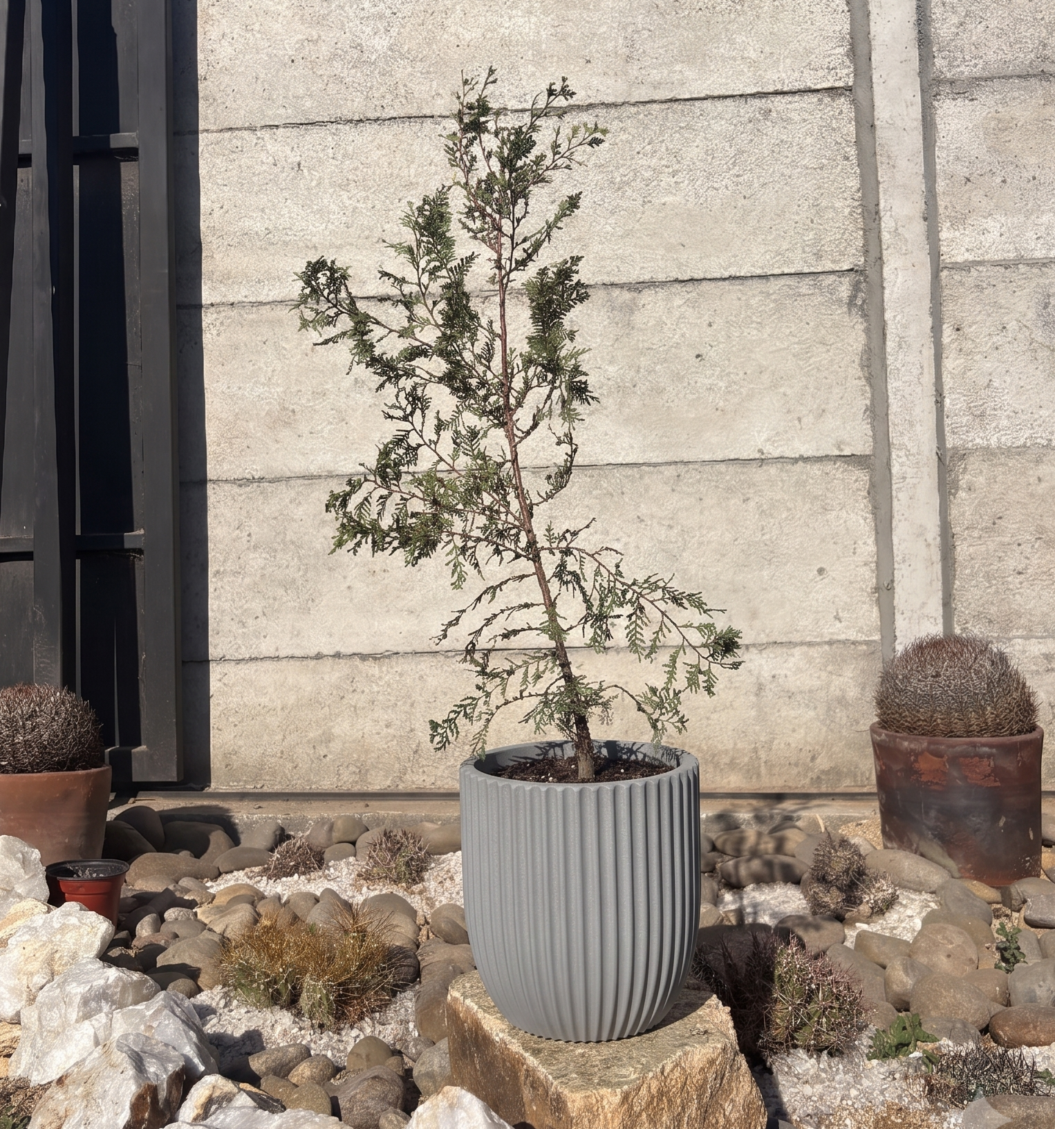 Ciprez – Cupressus Sempervirens