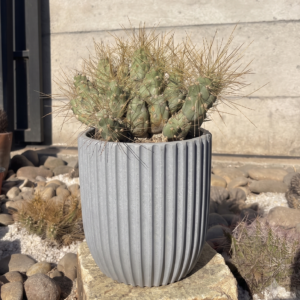 Gatito – Cumulopuntia Shaerica