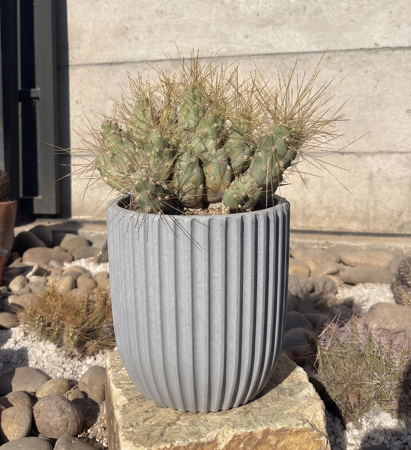 Gatito – Cumulopuntia Shaerica