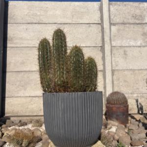 Quisco - Lencostele Chiloensis
