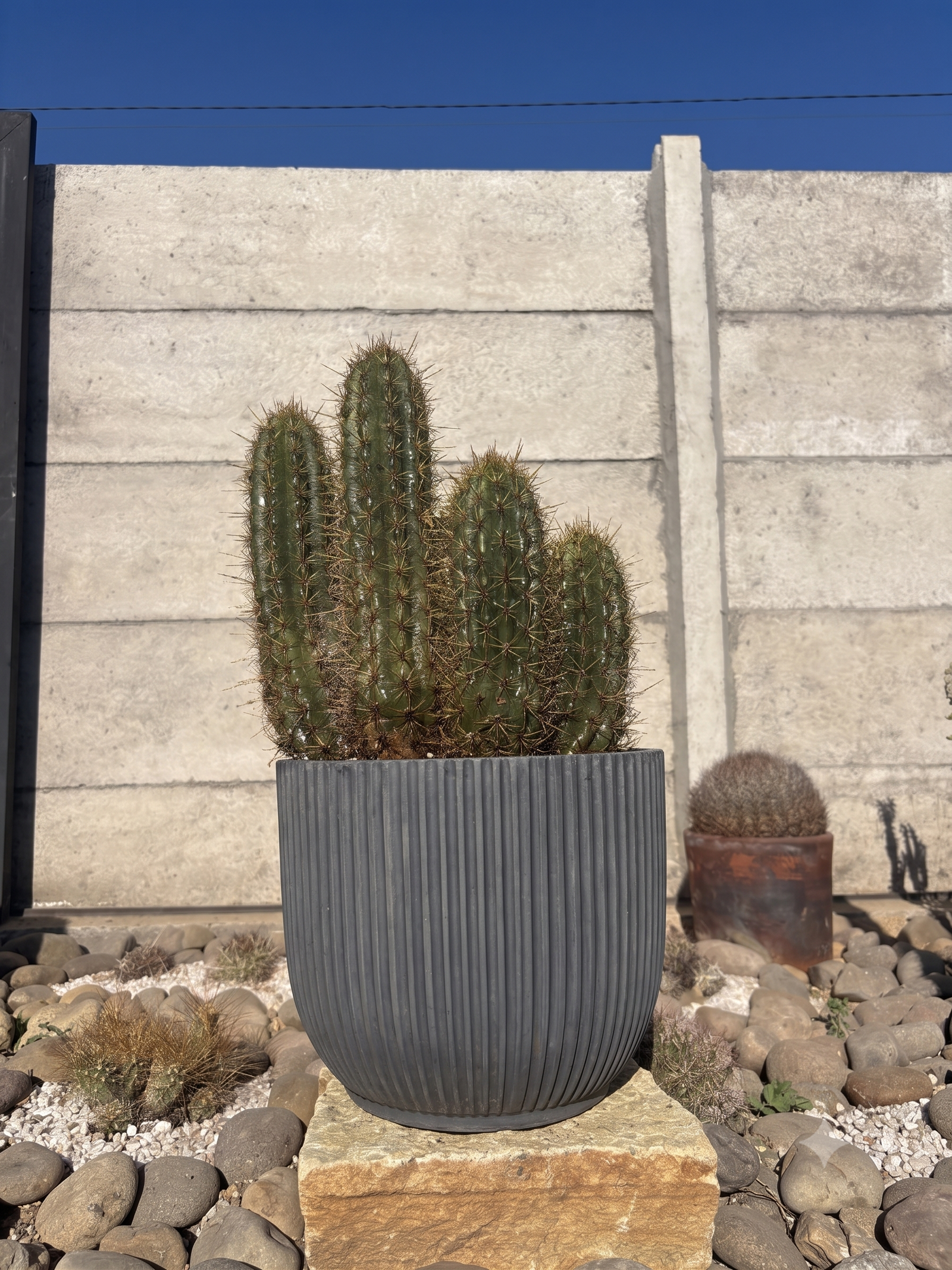 Quisco - Lencostele Chiloensis